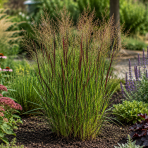 Proso prútnaté (Panicum virgatum)  ´WARRIOR´ kont. C1,5L
